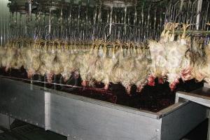 Оказываем услуги по забою и переработки мяса птицы Село Шаран